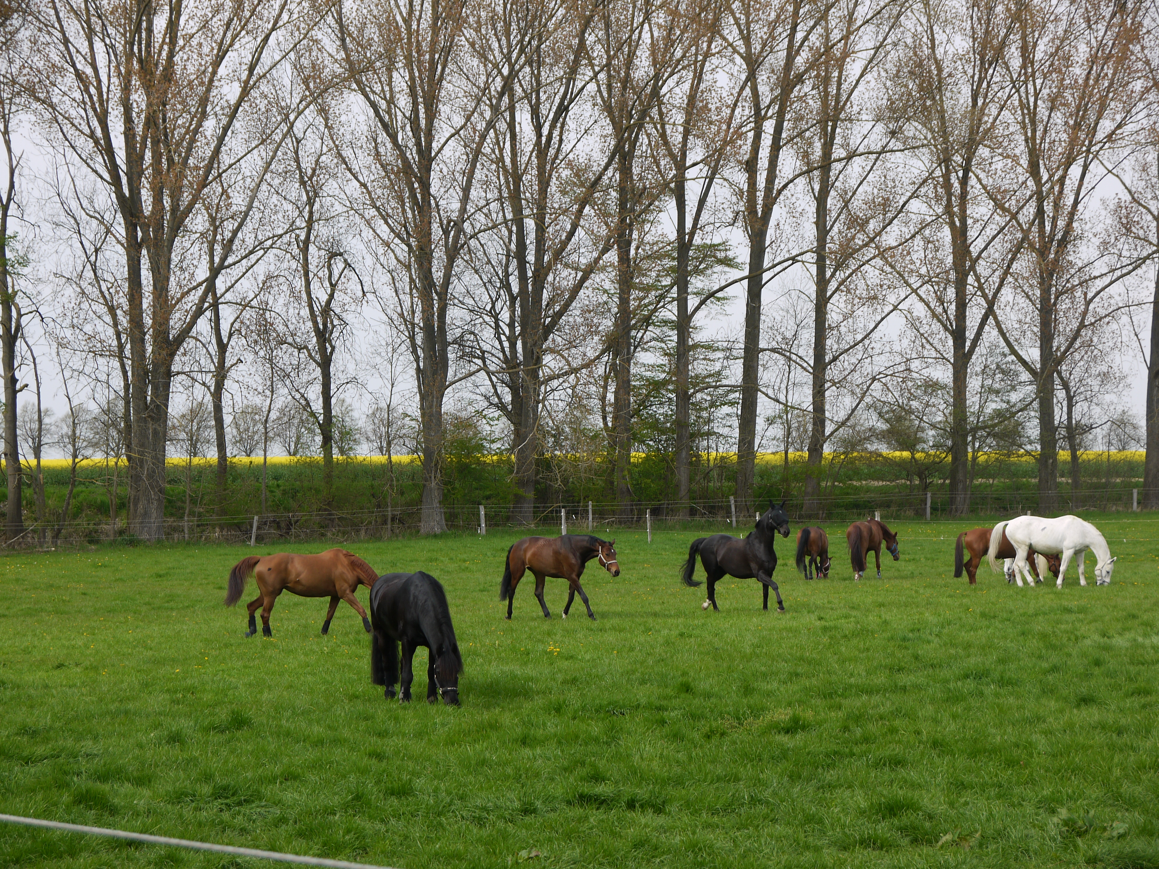 Pferdeweide