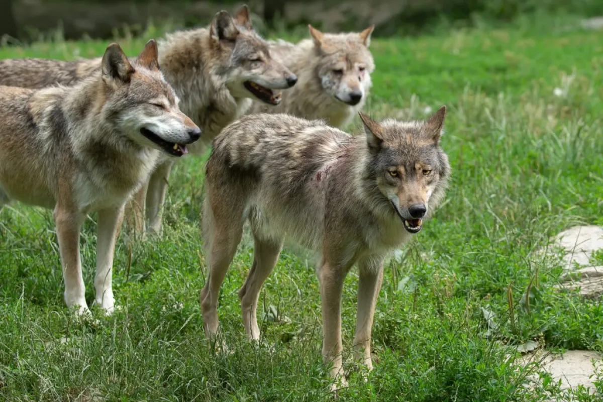 Bündnis: Wolf aktiv managen, nicht ziellos abknallen