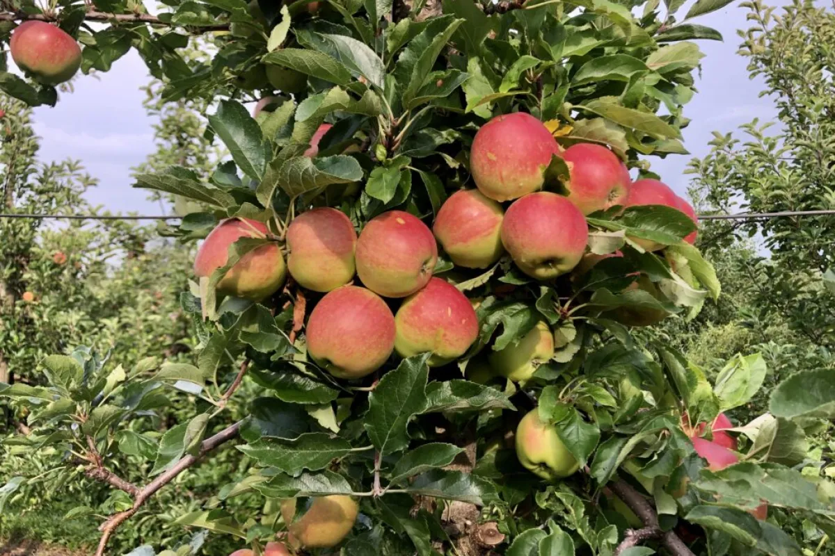 Äpfel aus Niedersachsen „grüner“ als aus Neuseeland