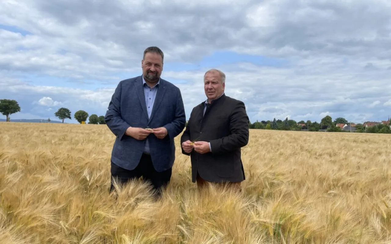 Getreidequalität bereitet Landvolk Sorgen: Regen allein reicht nicht