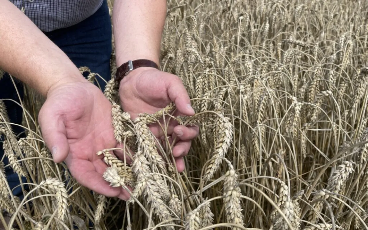 Niedersachsens Getreideernte gerät ins Stocken