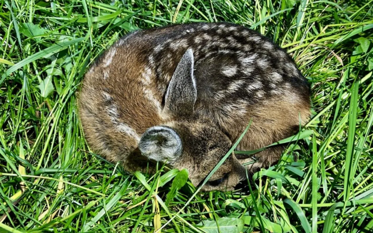 Regen und hohes Gras erschwerten Rehkitzrettung