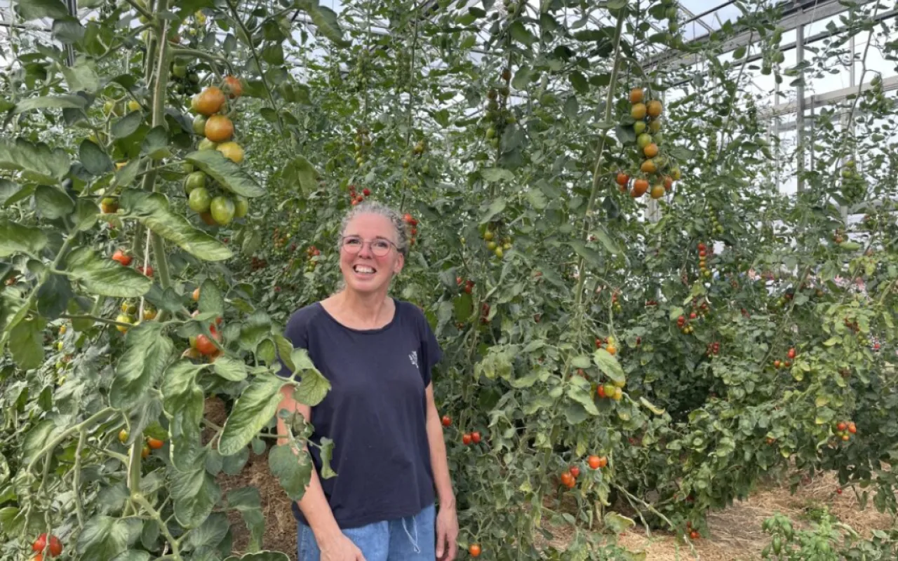 Im Sommer boomt es im Tomatengewächshaus