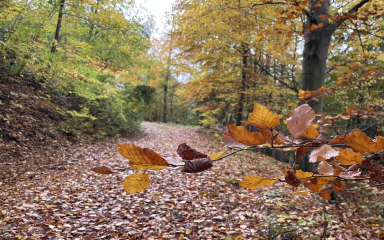 Politik lässt beim Waldumbau nur wenig Spielraum