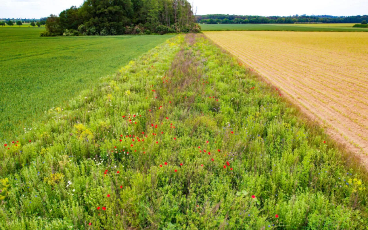 Erfolgsgeschichte: Ein Jahrzehnt Vertragsnaturschutz