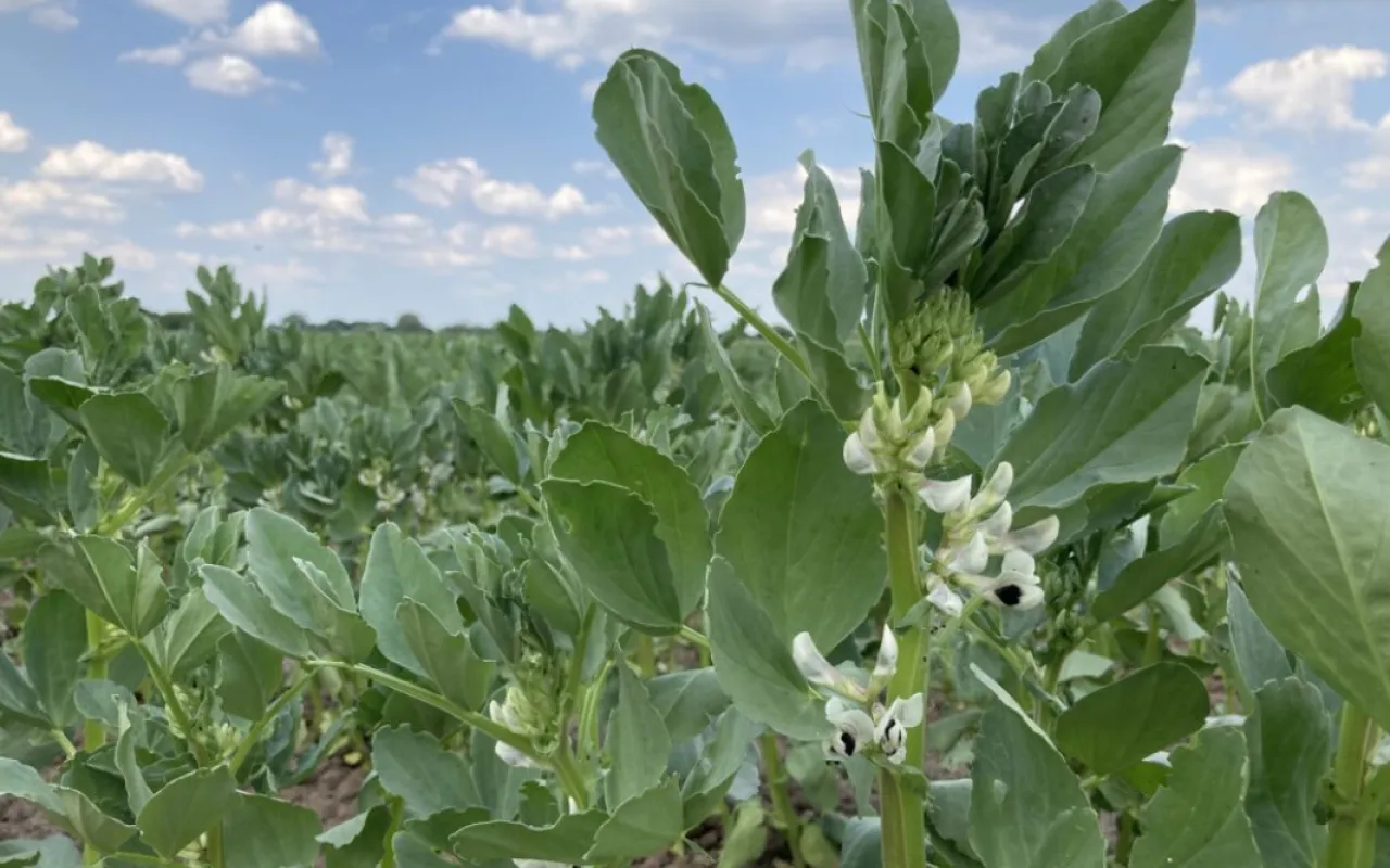 Vom Alltagsbraten zur Ackerbohne?