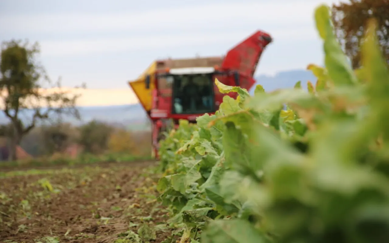Gute Rübenernte – Zuckermarkt weiter unter Druck