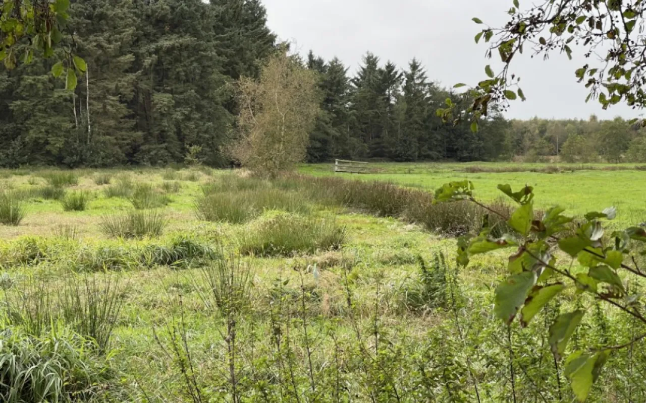 Neuer Arbeitskreis will Moorboden schützen