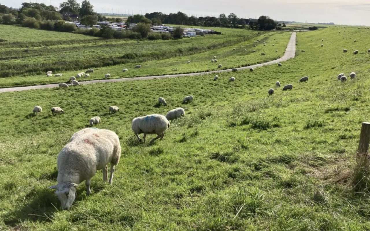 Schafhaltung in der Krise: Deutschlands Bestände schrumpfen weiter