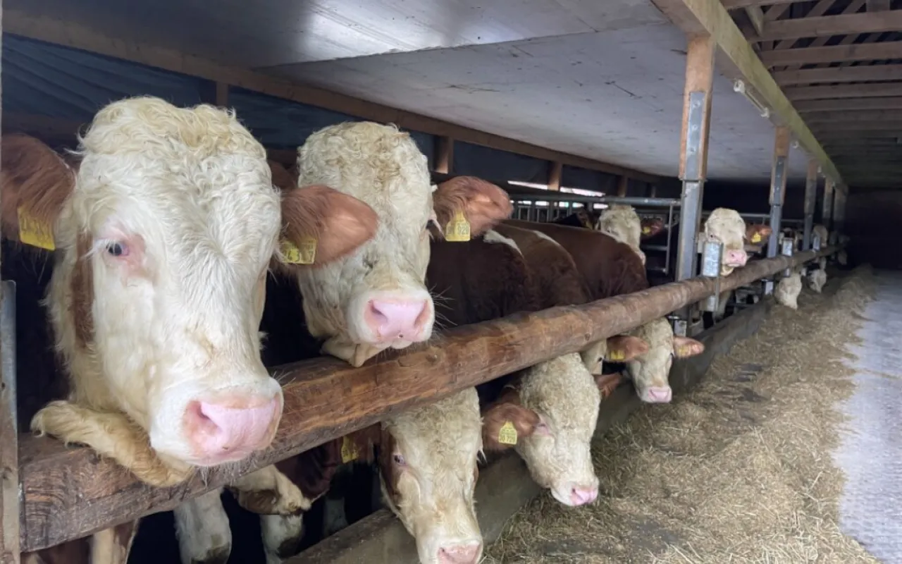 Rouladen sind die neuen Steaks