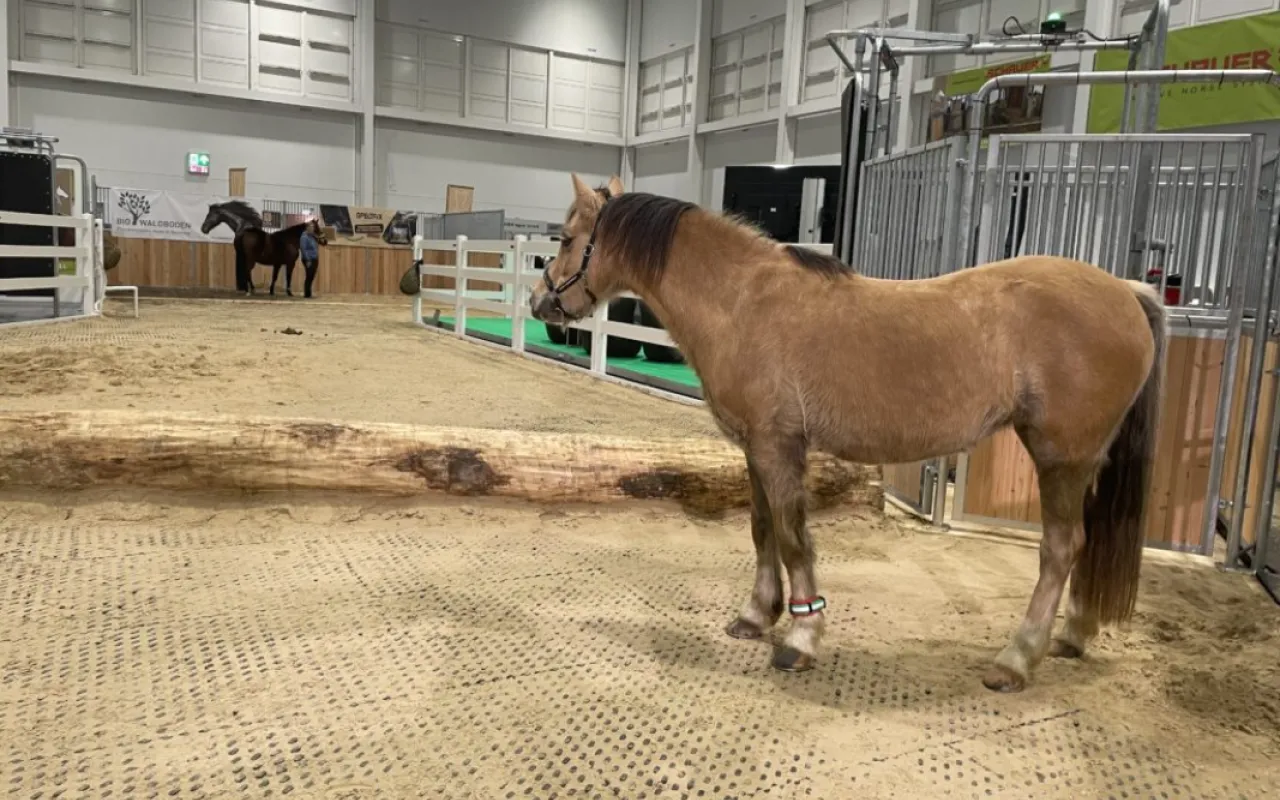 Pensionspferdehaltung: „Qualität statt Quantität“