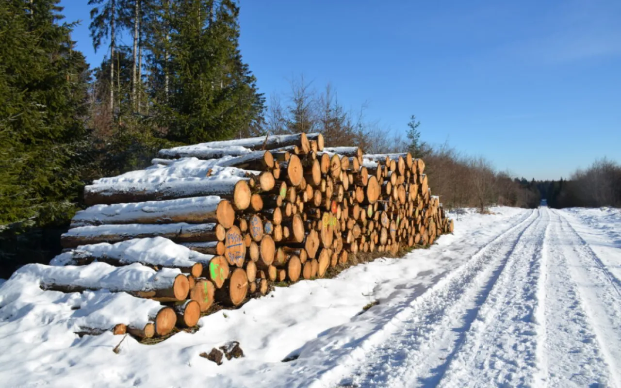 Wärme aus dem Wald: Holz richtig nutzen und regional heizen