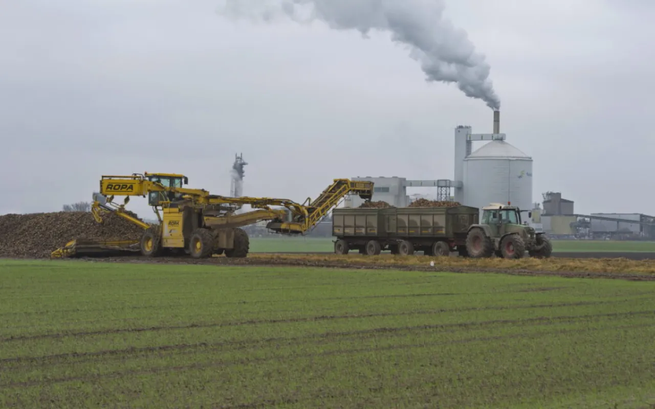 Zuckerrübenernte: Wie Bonbons auf dem Acker