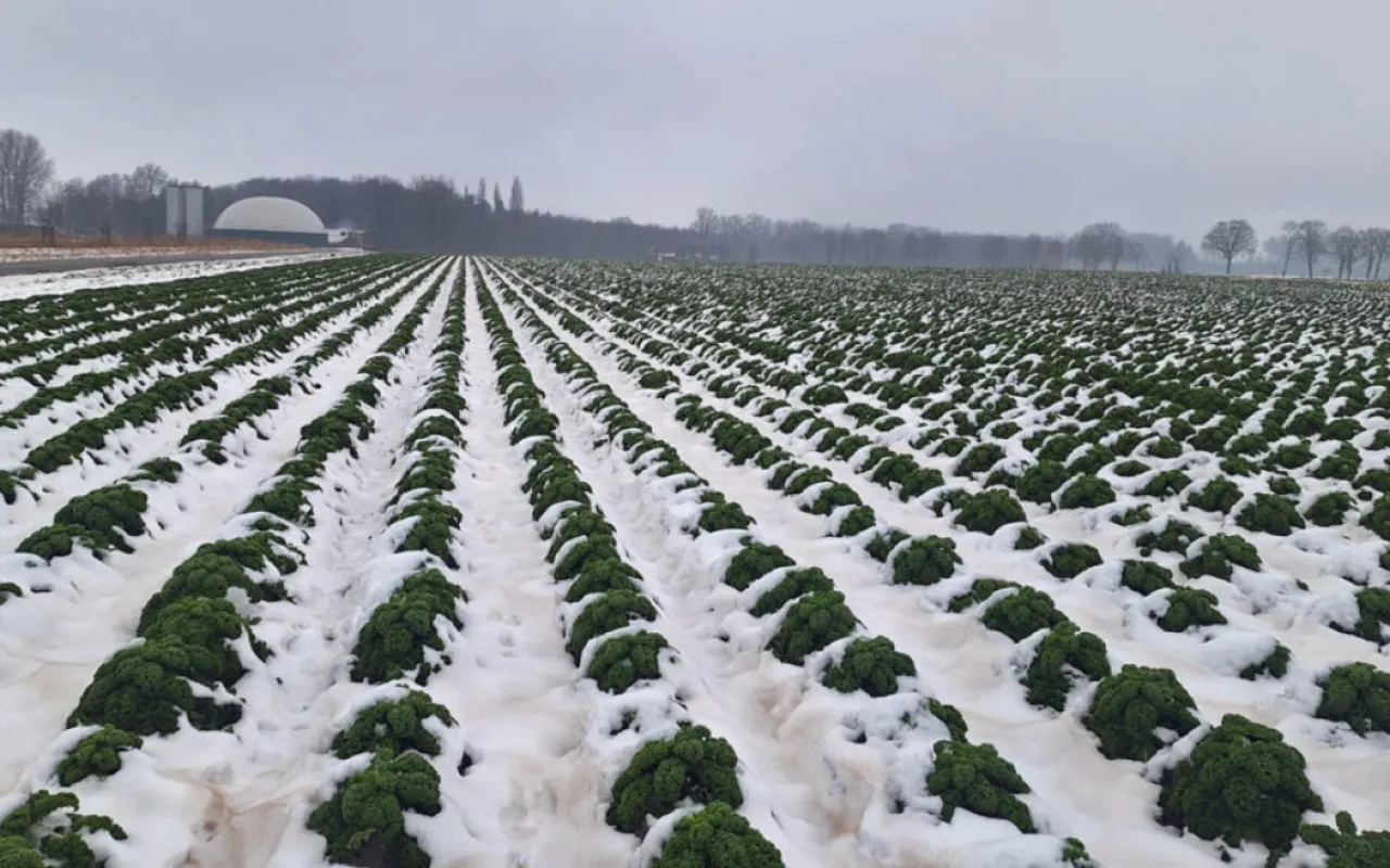 Grünkohlzeit – jetzt wird es lecker