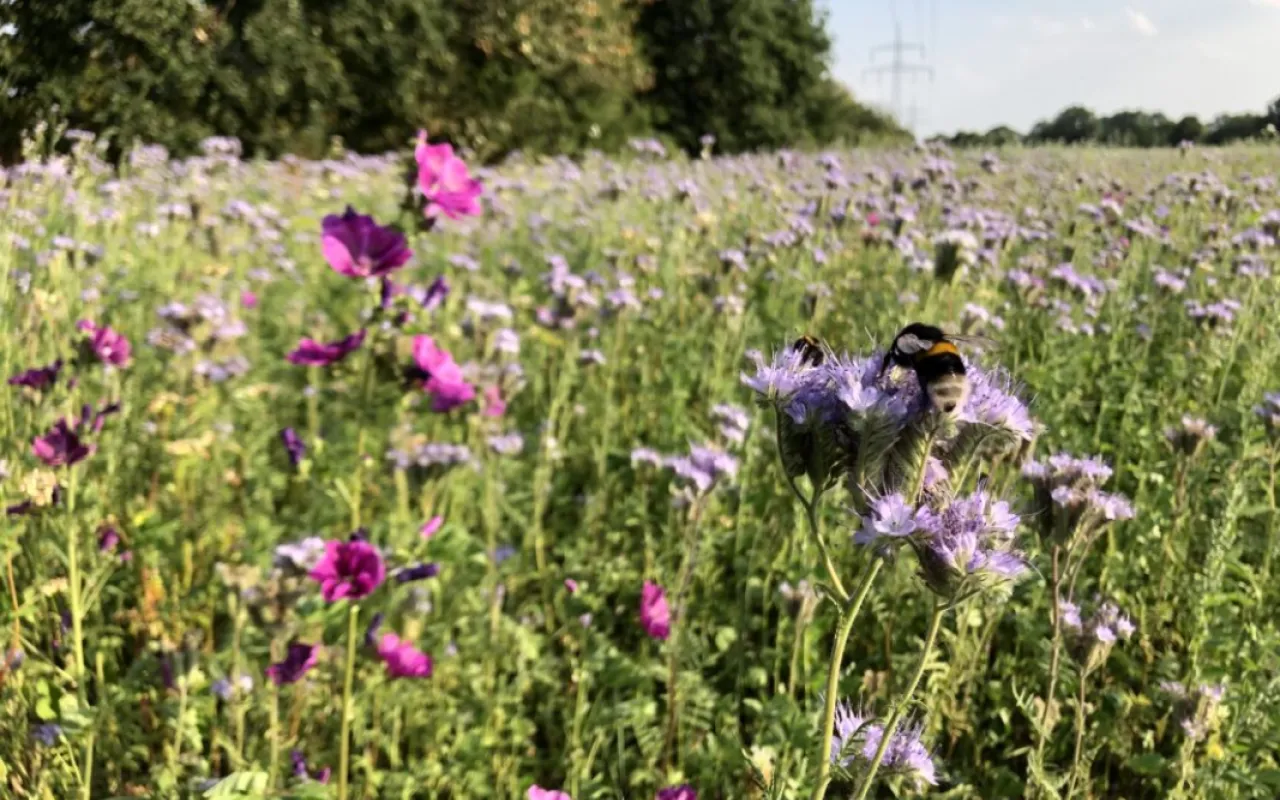 Wenn Landwirtschaft neue Lebensräume schafft