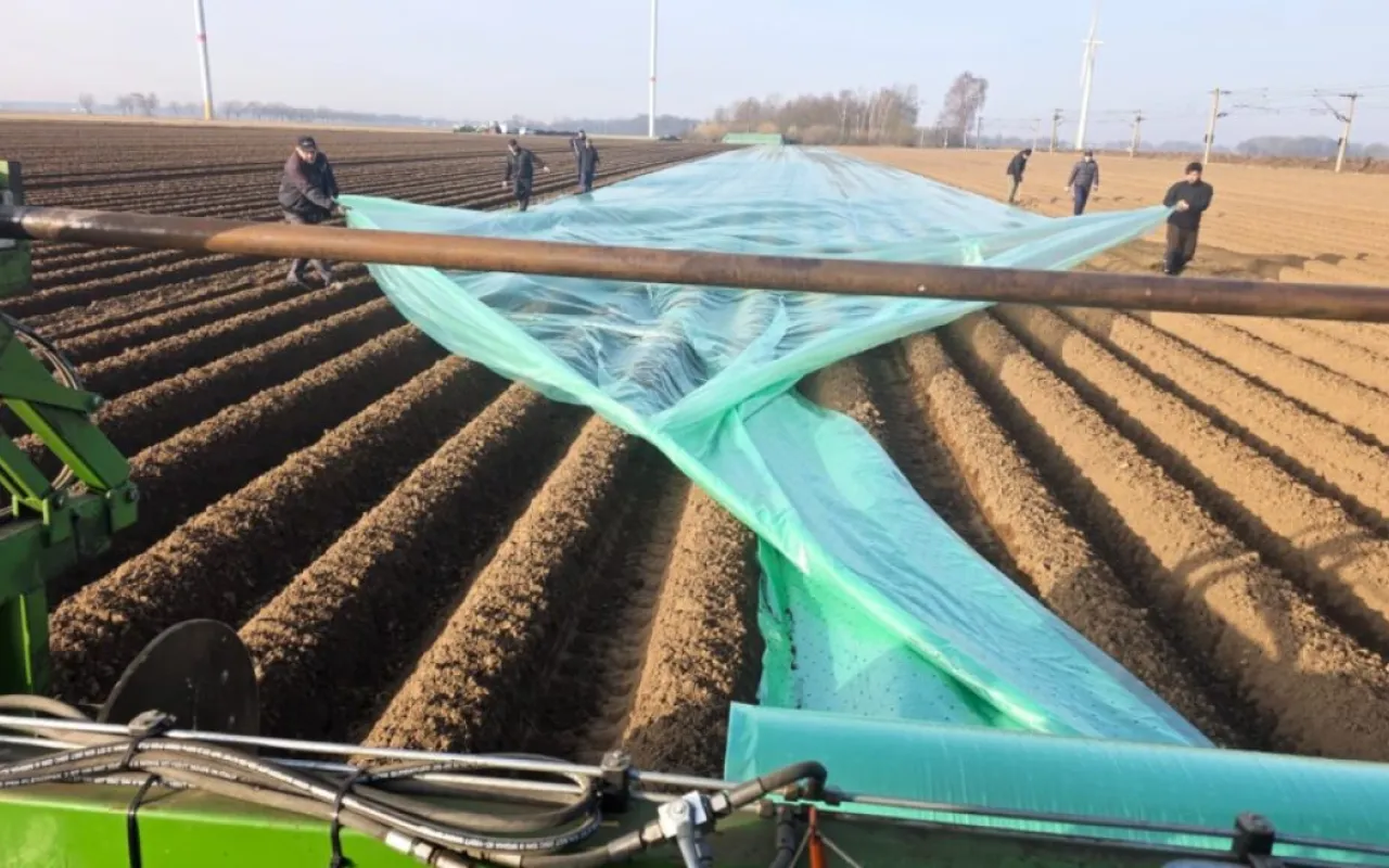 Frühkartoffeln: Erste Knollen liegen in der Erde