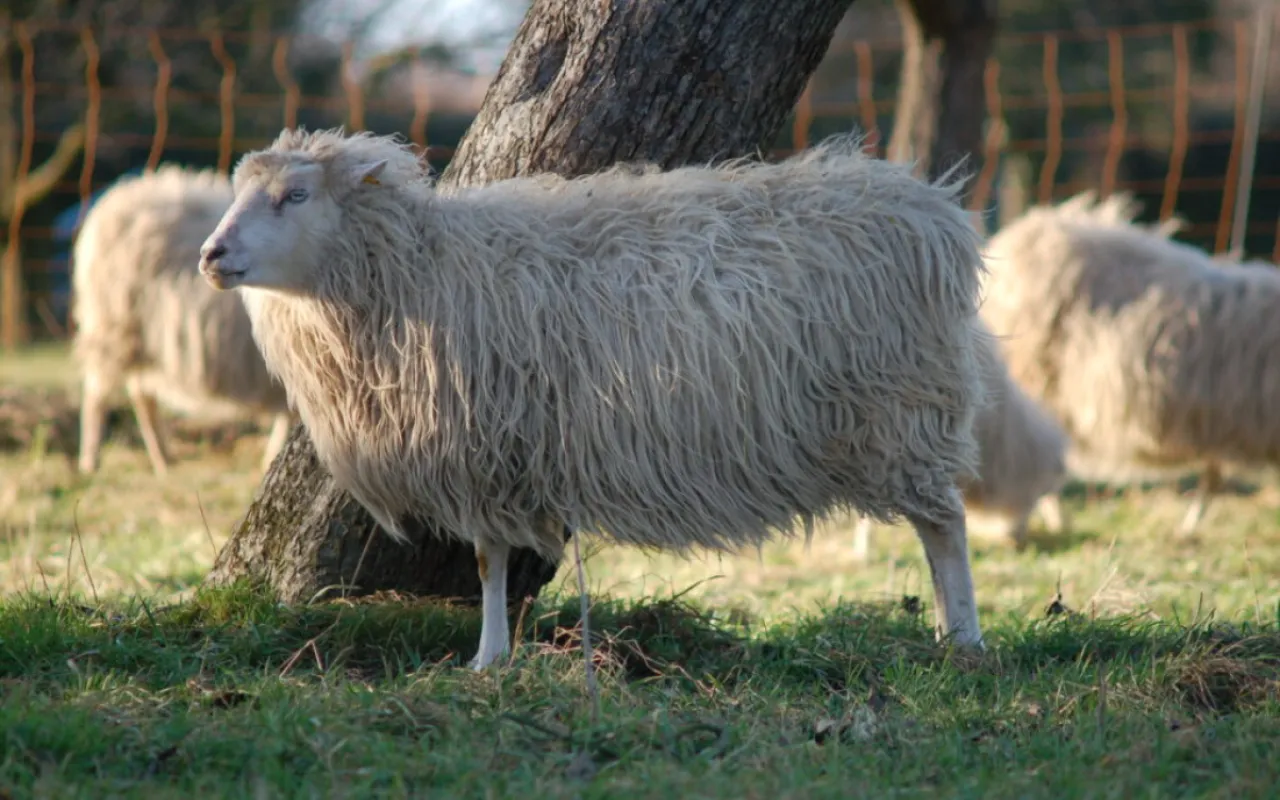 Alte Rassen: Zwischen Herzblut und Herdenschutz