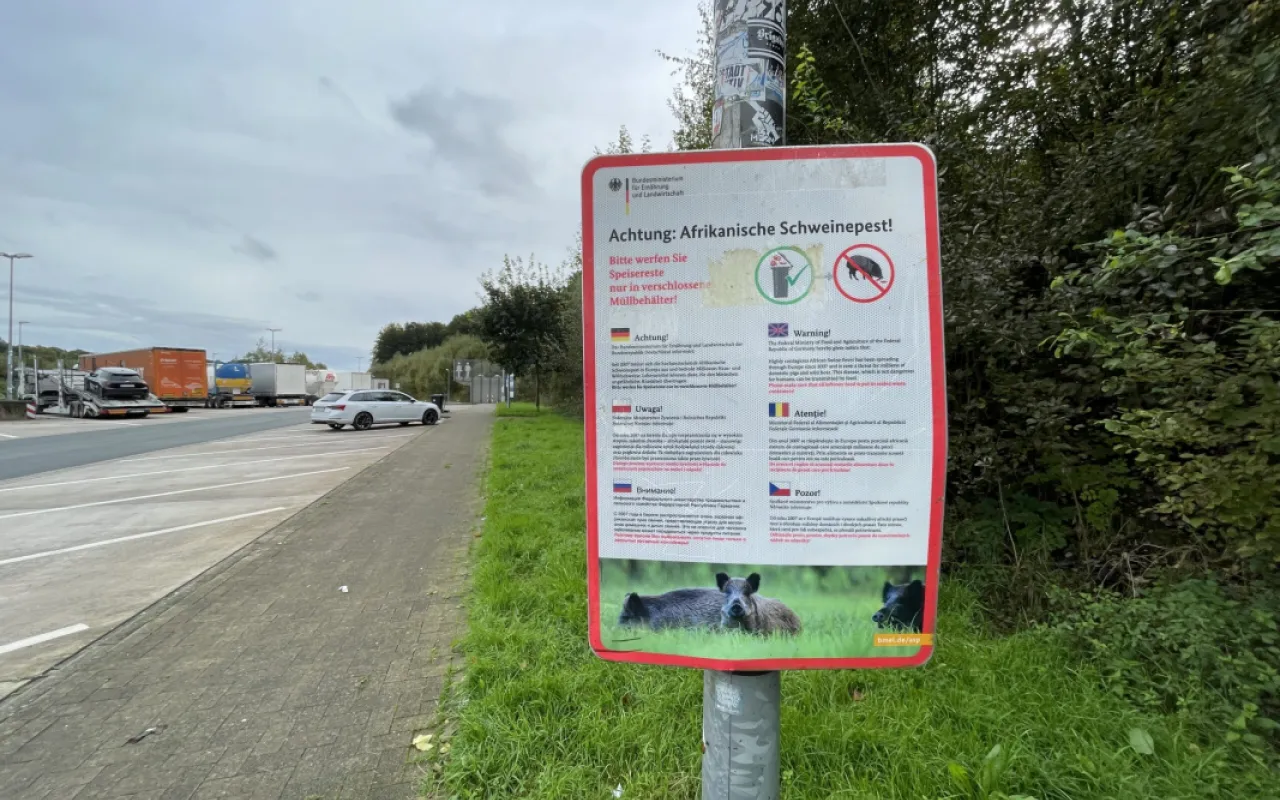 Afrikanische Schweinepest: Lebensmittel gut entsorgen