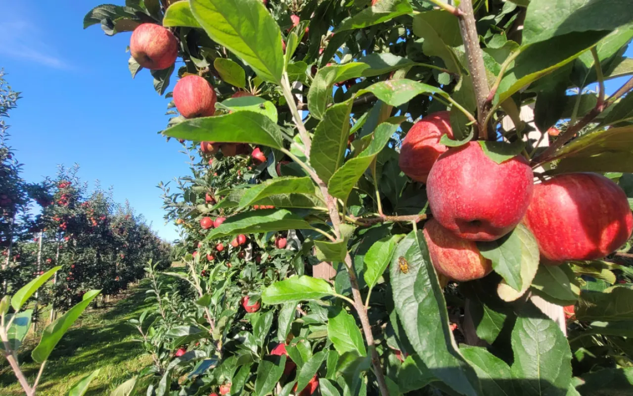 Obstbauern schlagen Alarm: Heimisches Obst unter Druck