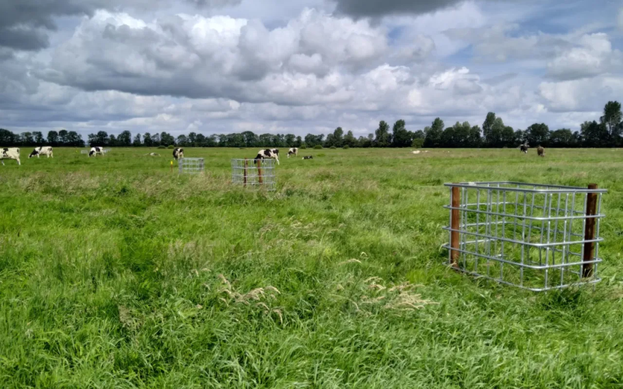 Milchviehbetrieb testet die Zukunft der Moore
