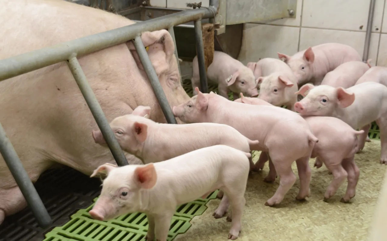 Land Niedersachsen lässt Sauenhalter im Stich