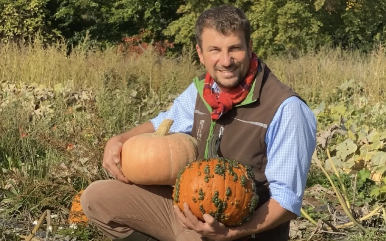 Wärmeliebender Kürbis startet in die Erntesaison