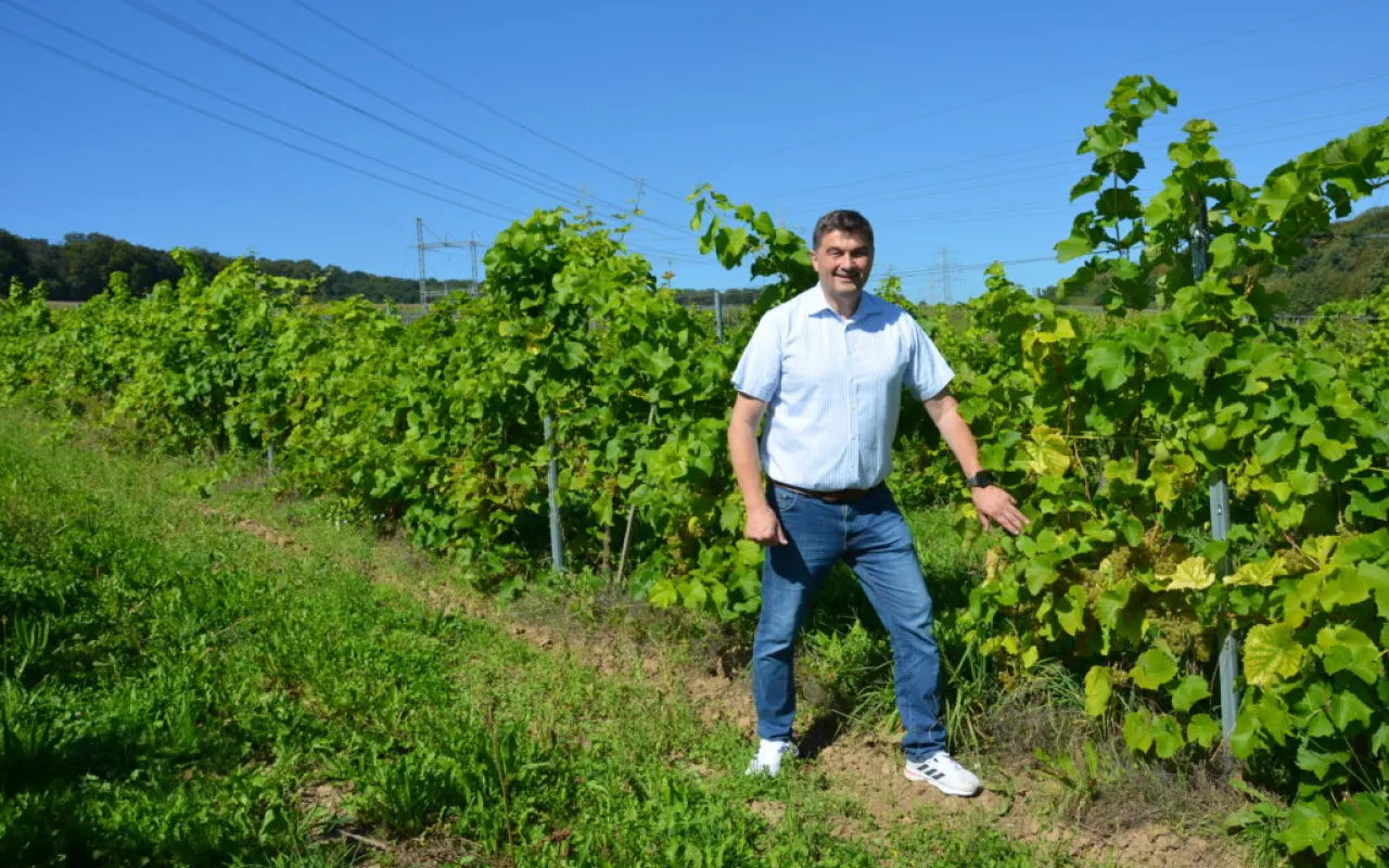 Niedersachsen soll Qualitätsweingebiet werden