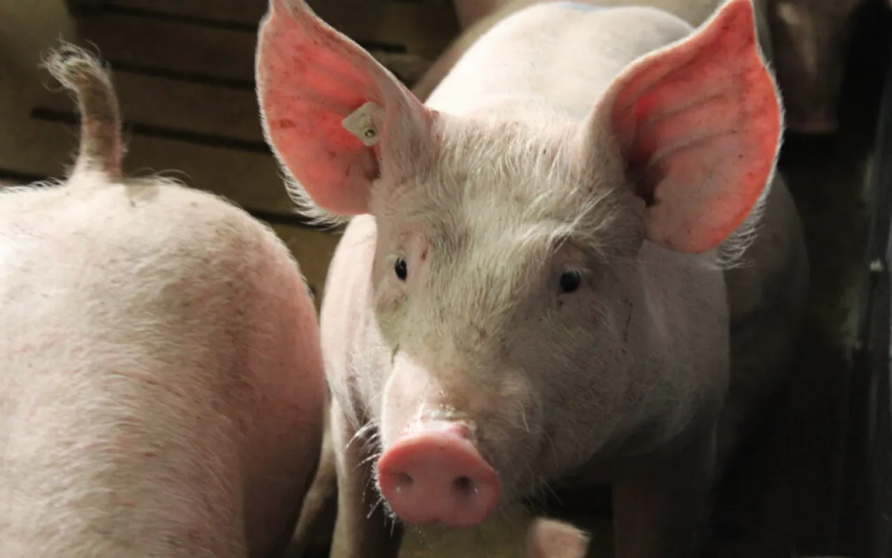 Zukunft der Schweinehaltung gestalten – aber wie?