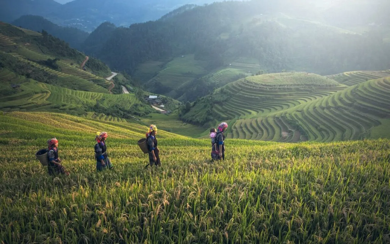 Landwirtschaft mal (wo)anders: Reis- statt Rübenfelder