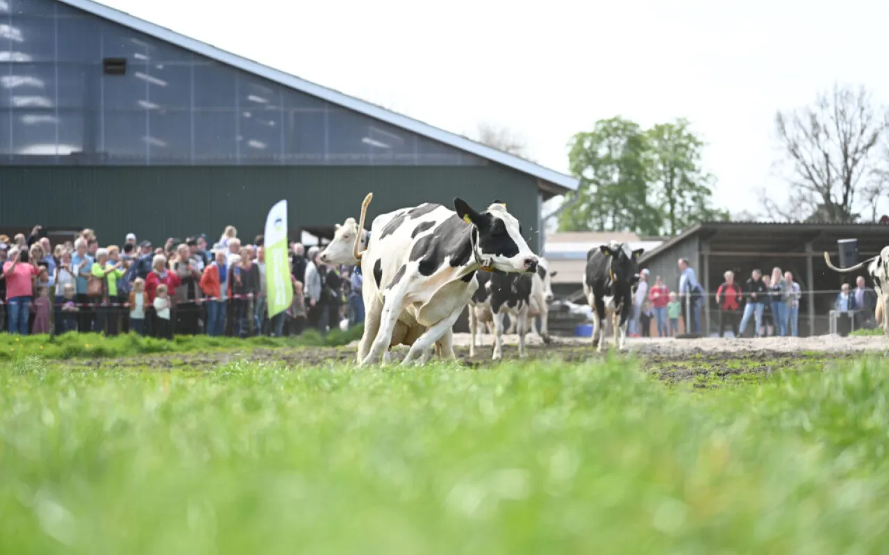 Open-Air-Saison für Kühe startet mit Weideaustrieb