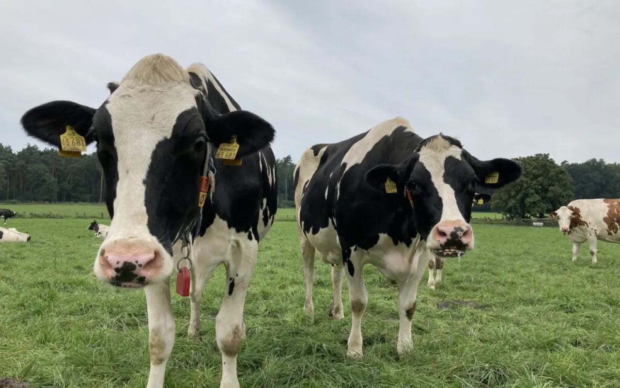Thema Milch: Verbraucher und Landwirte erreichen