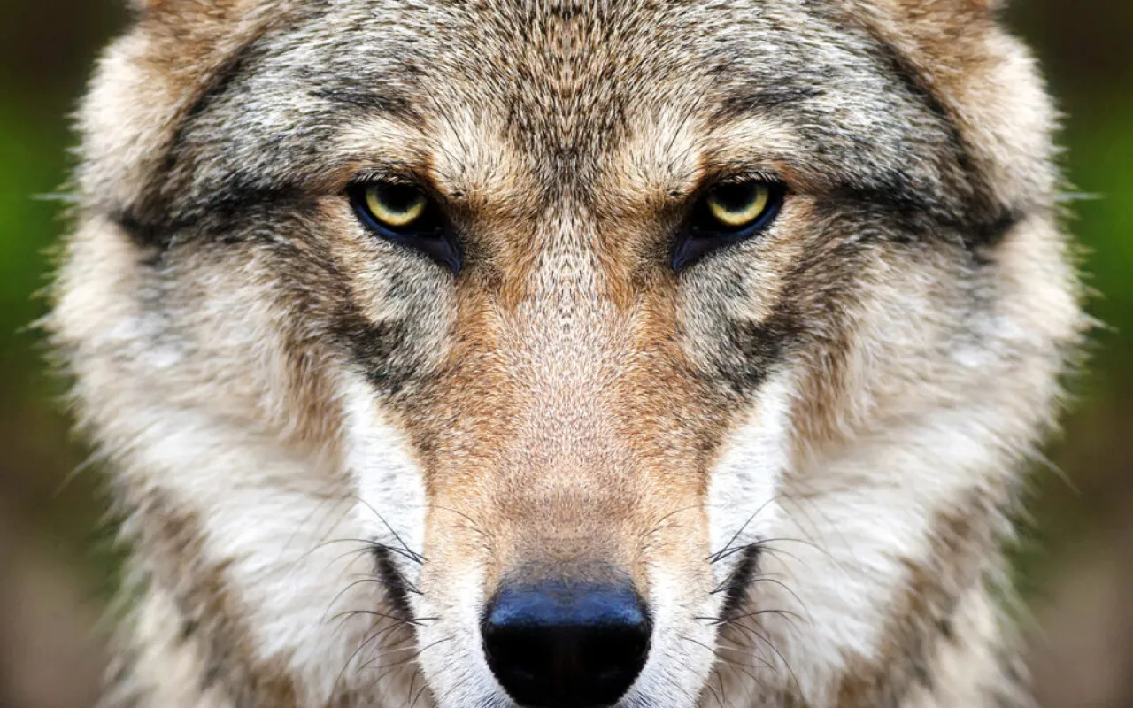 Aktionsbündnis verlässt „Dialogforum Wolf“