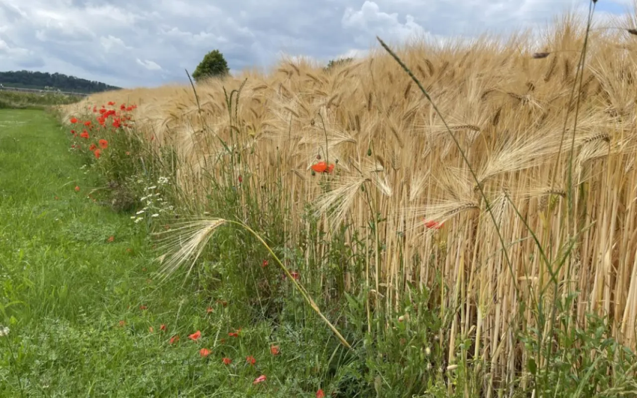 Mit neuem Monitoring-System Biodiversität in Agrarlandschaften erfassen