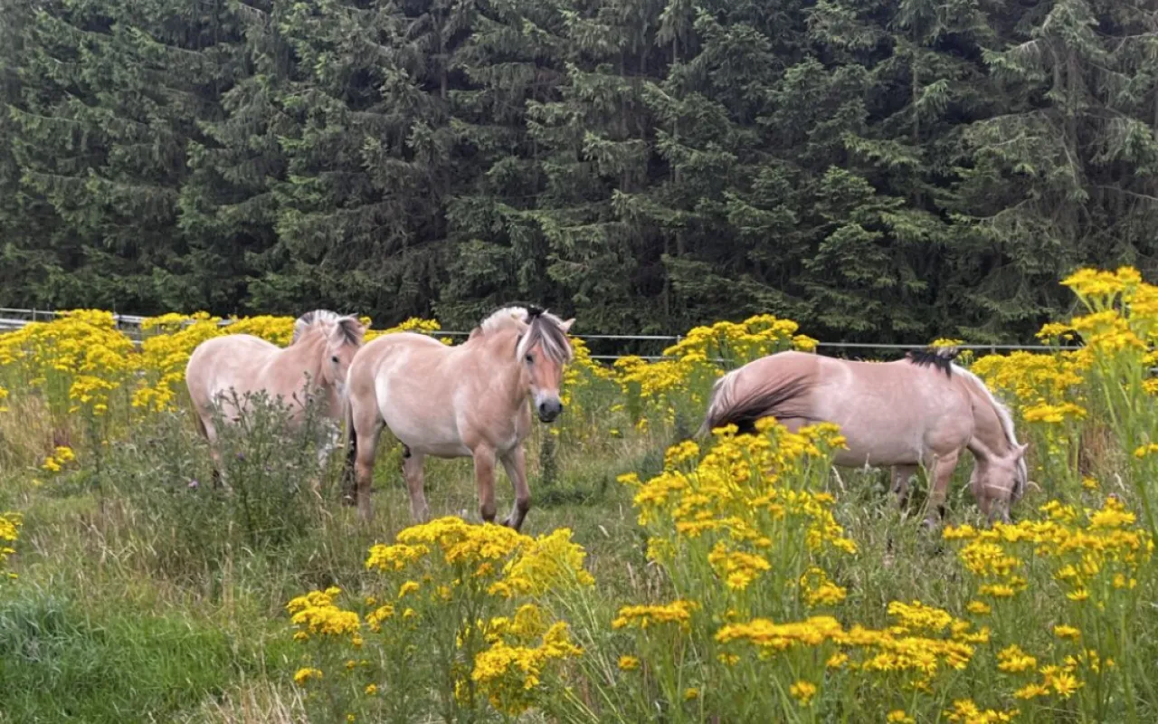 Giftiges Jakobskreuzkraut breitet sich weiter aus