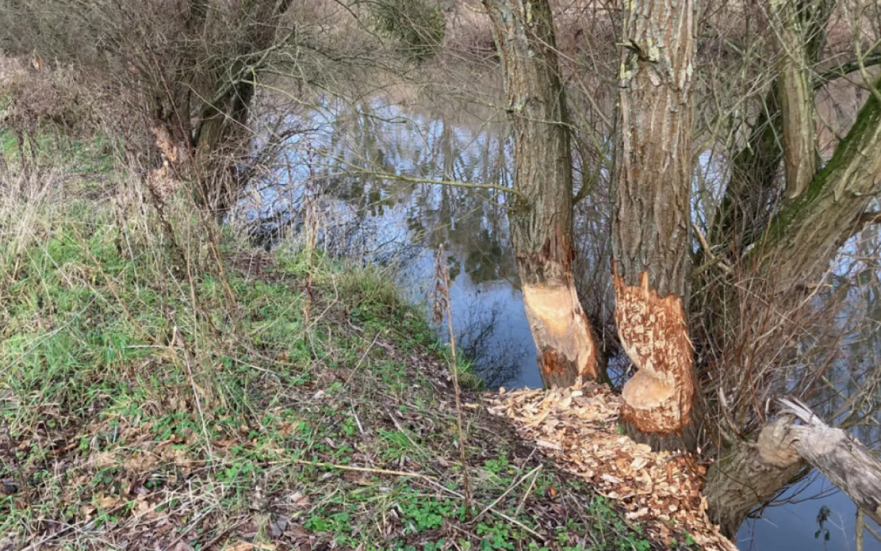 Wachsende Biberpopulation führt zu Konflikten