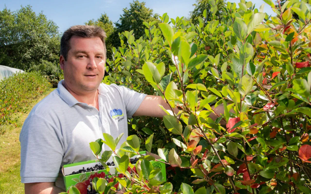 Aroniabeeren-Ernte: Superfood aus Niedersachsen