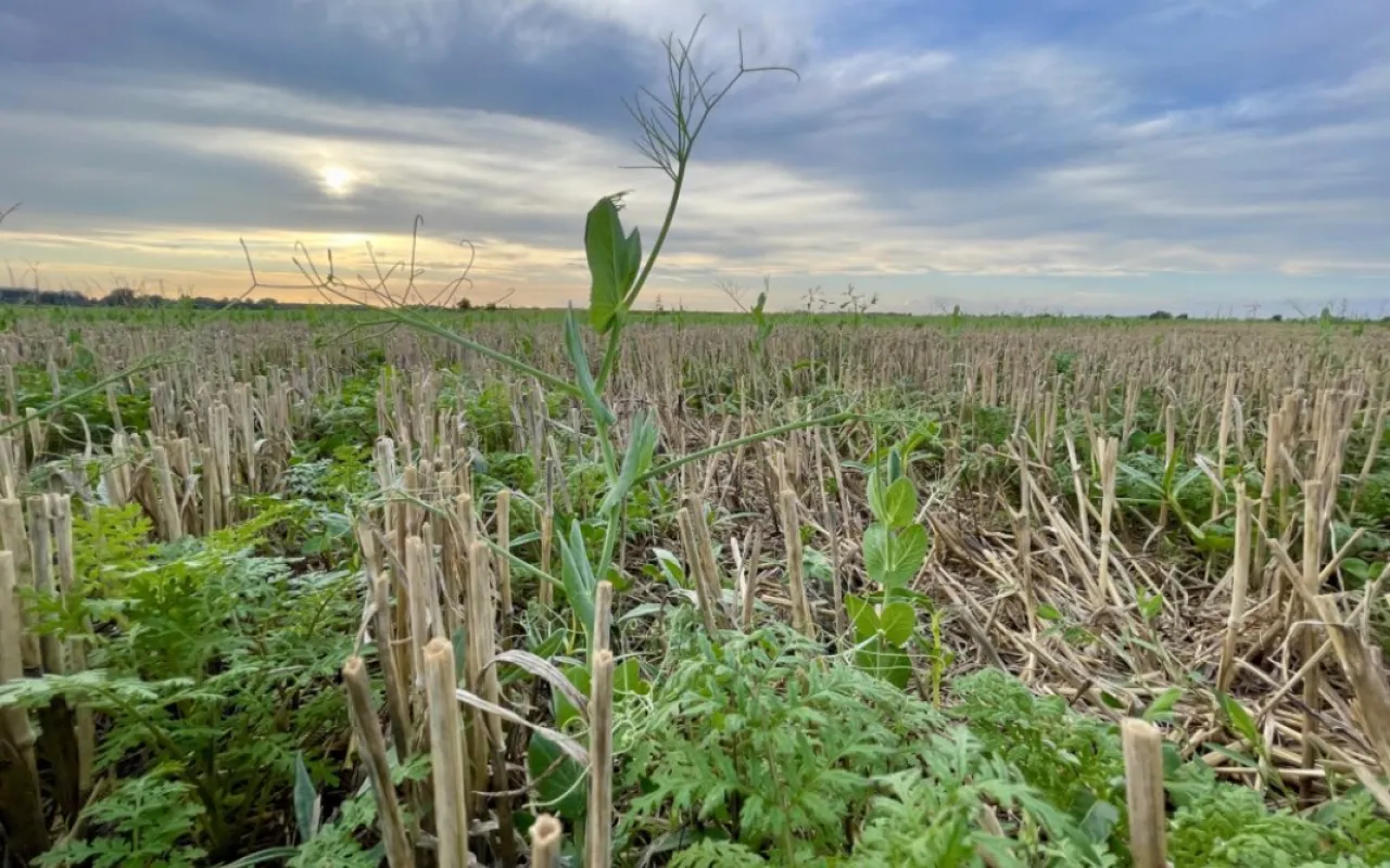 Zwischenfrüchte sichern Nährstoffe für die nächste Ernte