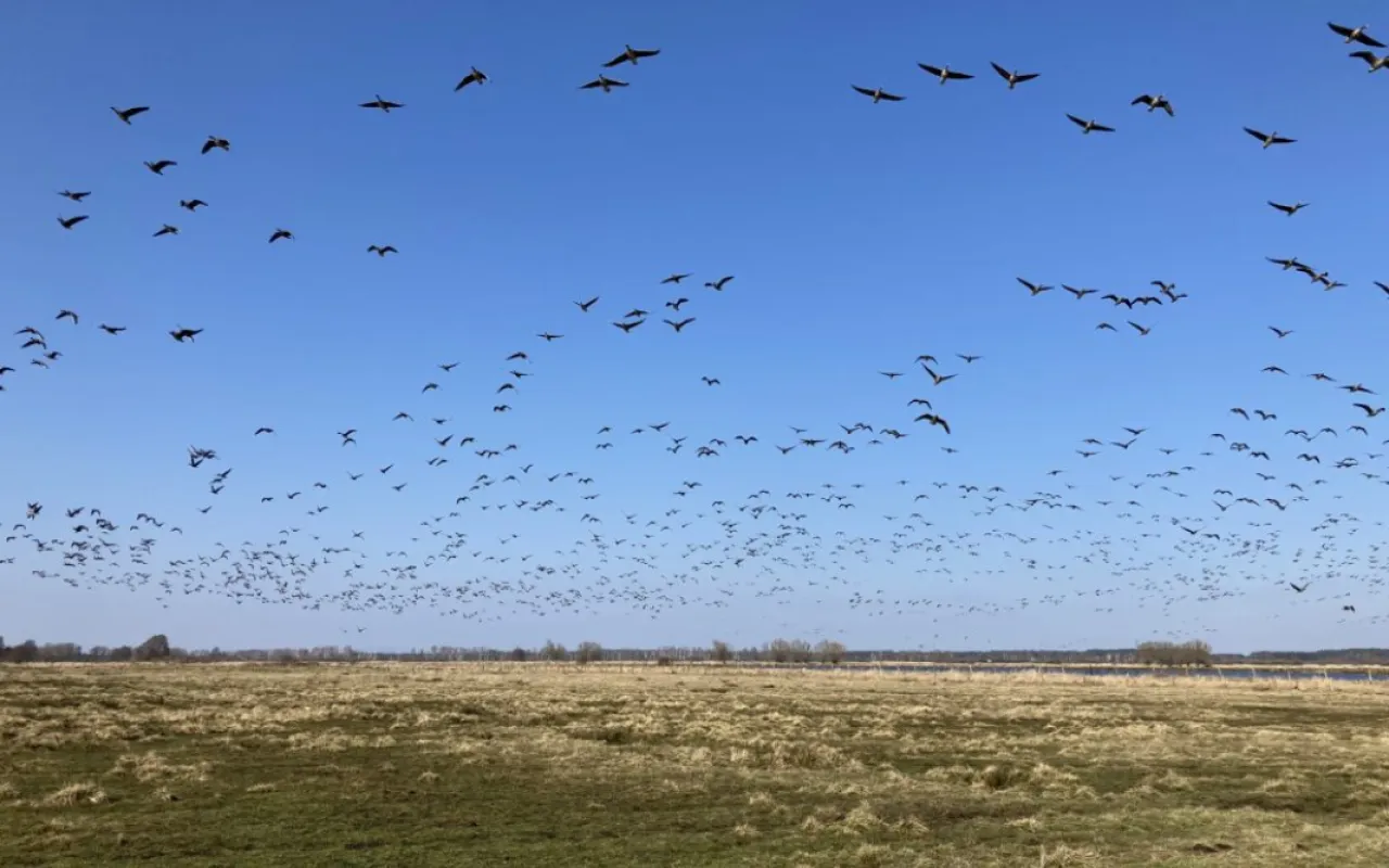 Wachsende Gänsebestände werden für Landwirte zur Belastung