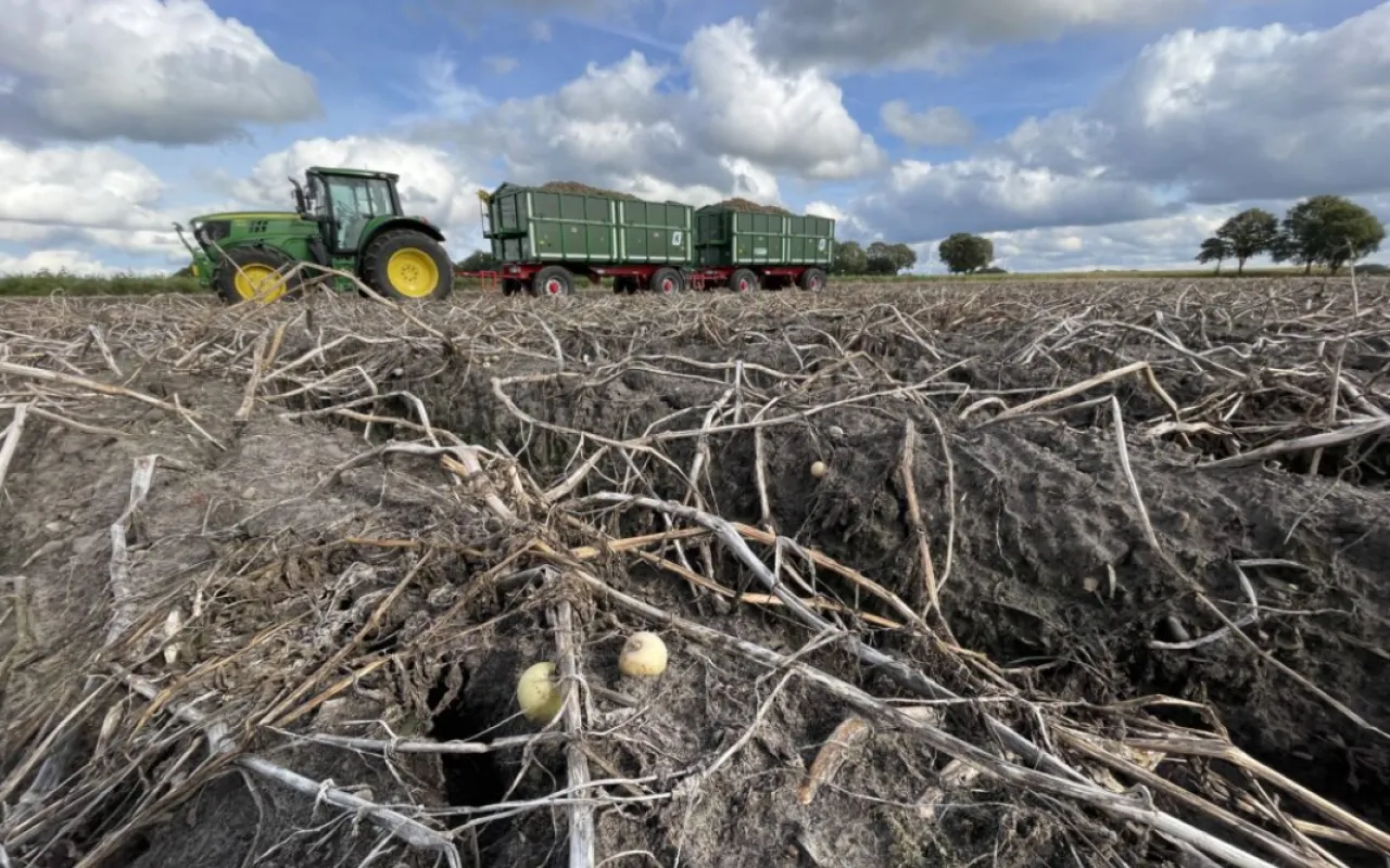 Kartoffelland Niedersachsen: Wenn der Erfolg zum Problem wird
