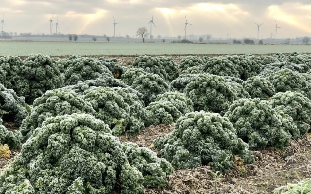 Grünkohl trotzt dem Frost: Wintergemüse überzeugt