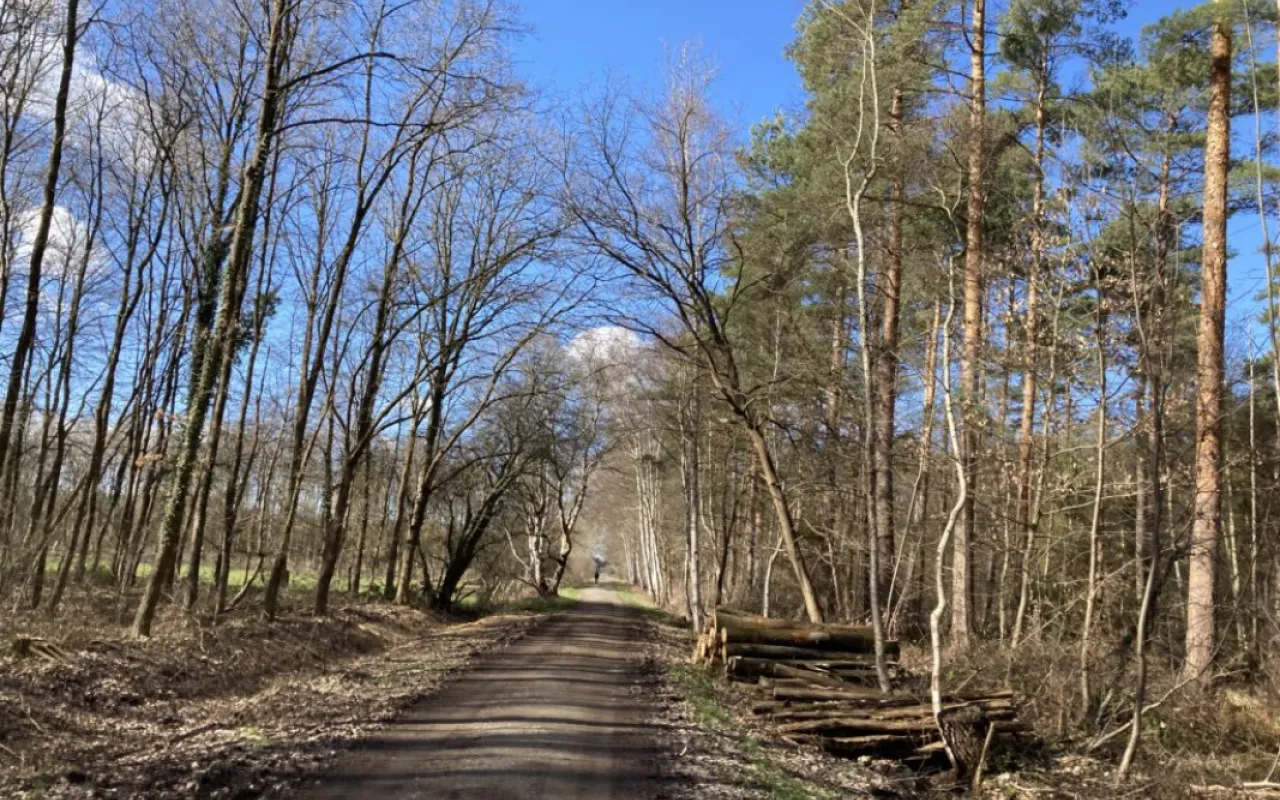 Bürokratie schützt keine Bäume
