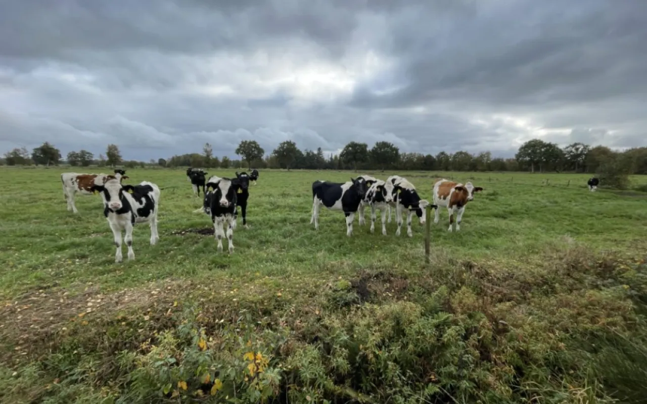 Grünlandbewirtschaftung vor neuen Herausforderungen