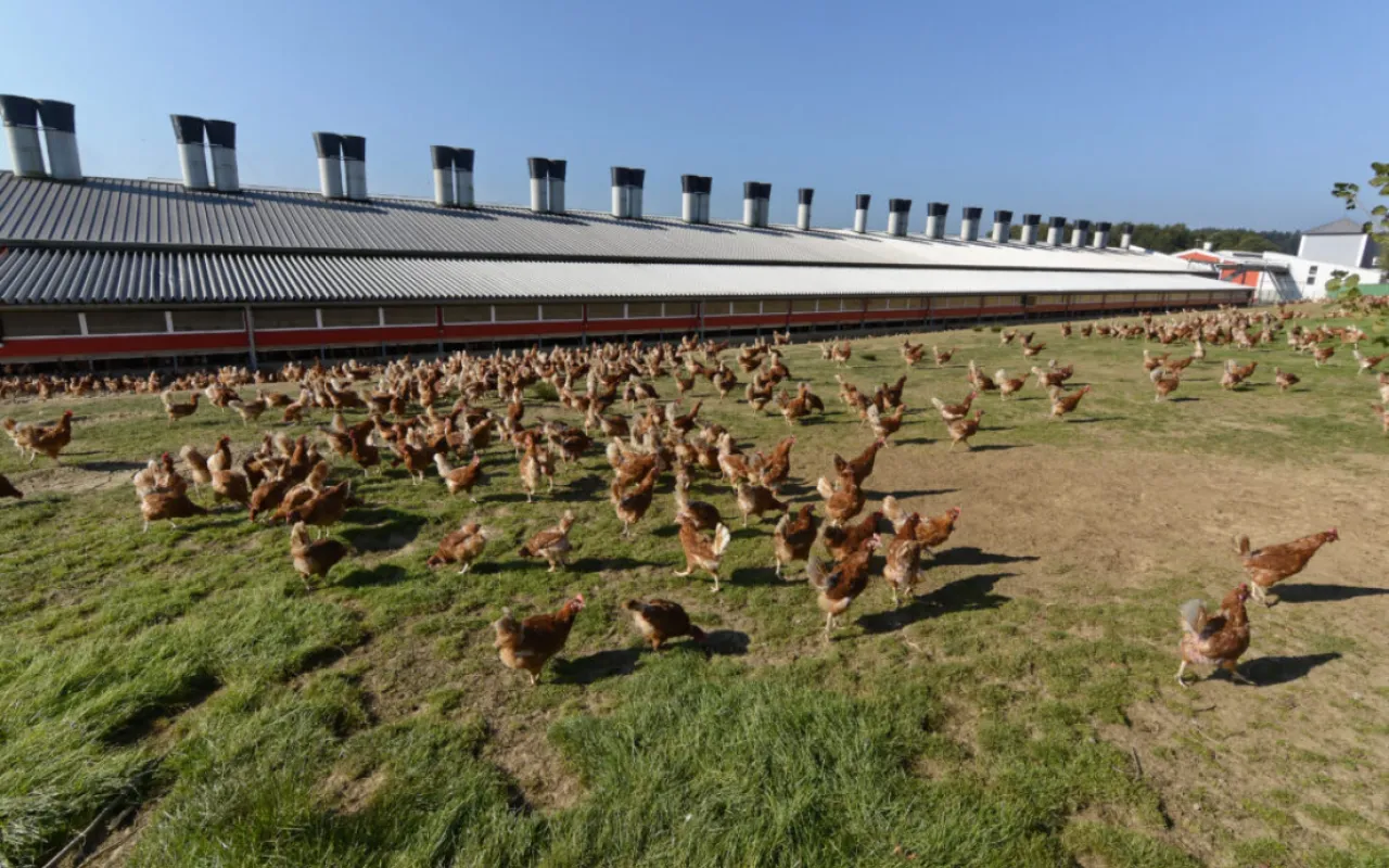Vogelgrippe breitet sich rasant aus