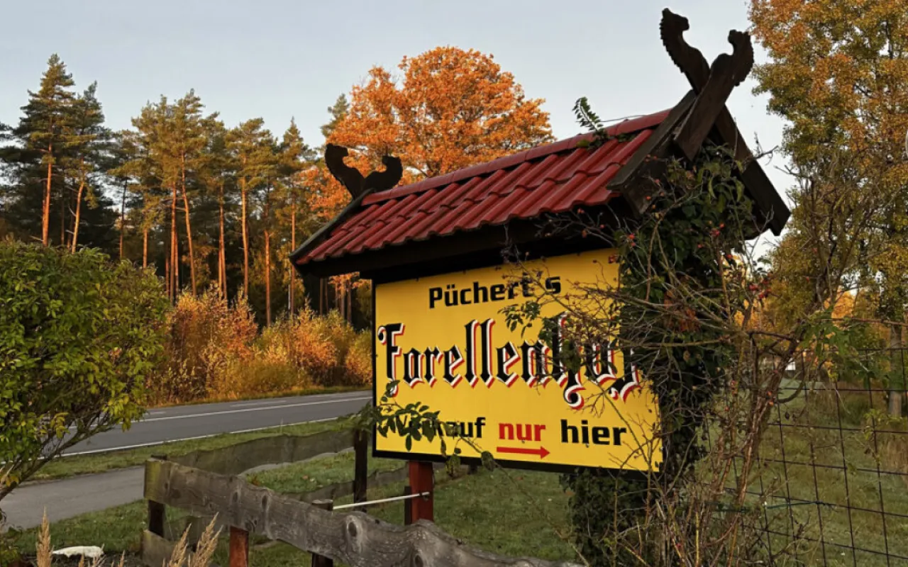 Karpfen, Forelle & Co.: Festtagsfisch aus regionaler Erzeugung