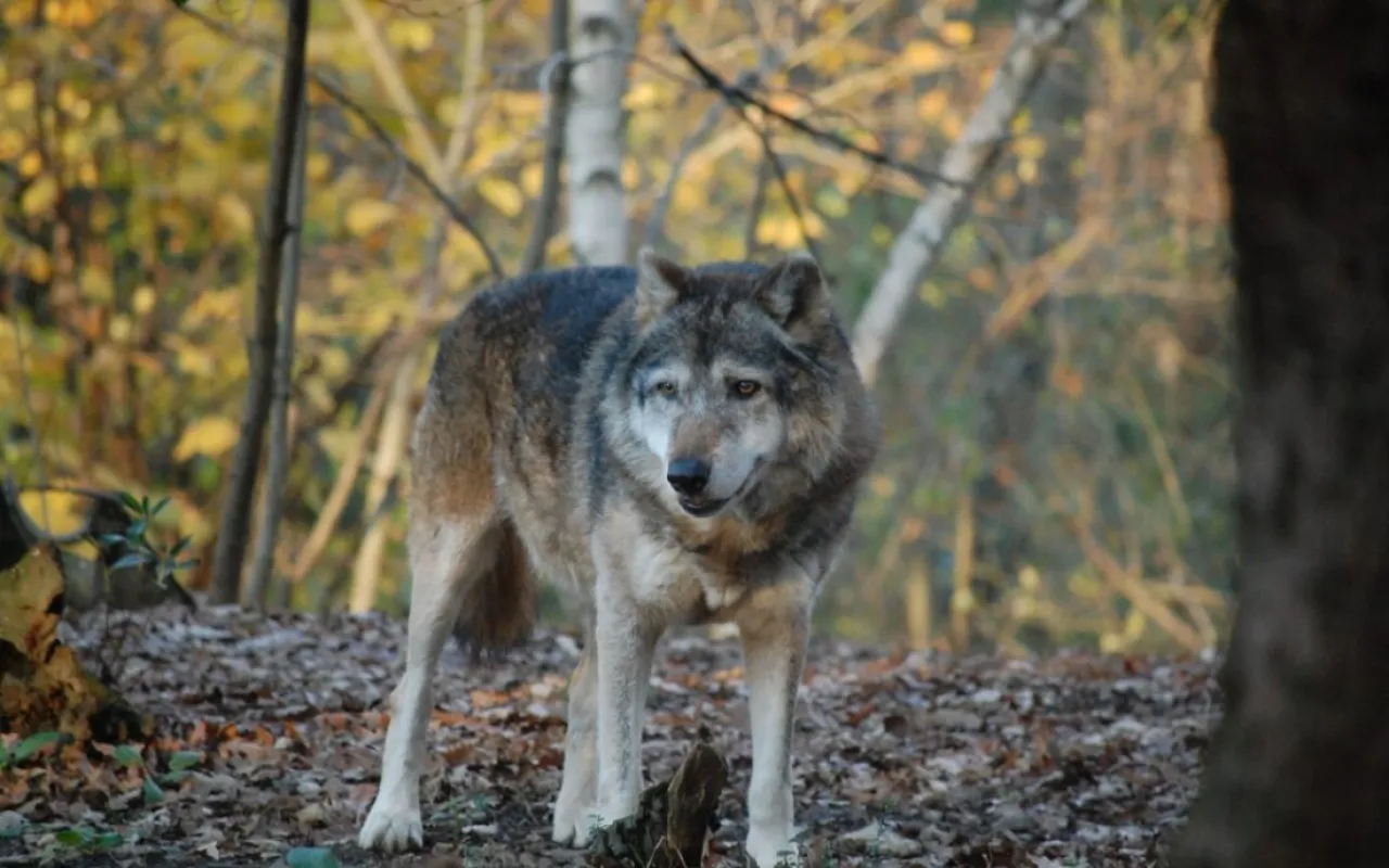 Landvolk fordert schnelles Wolfsmanagement