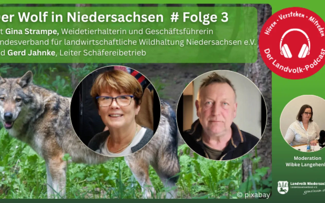 Der Wolf verdrängt die Weidetierhaltung