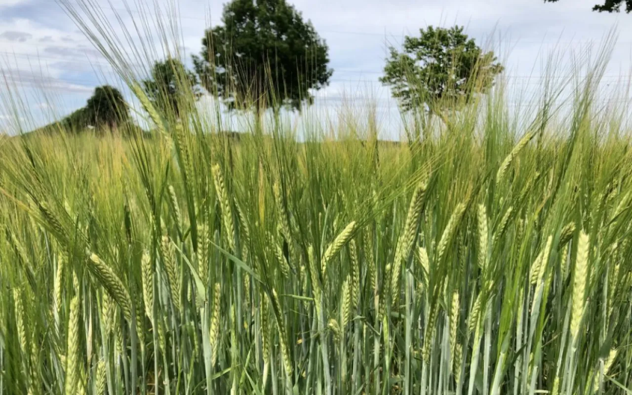 Bauern starten mit Sommergetreide ins Frühjahr