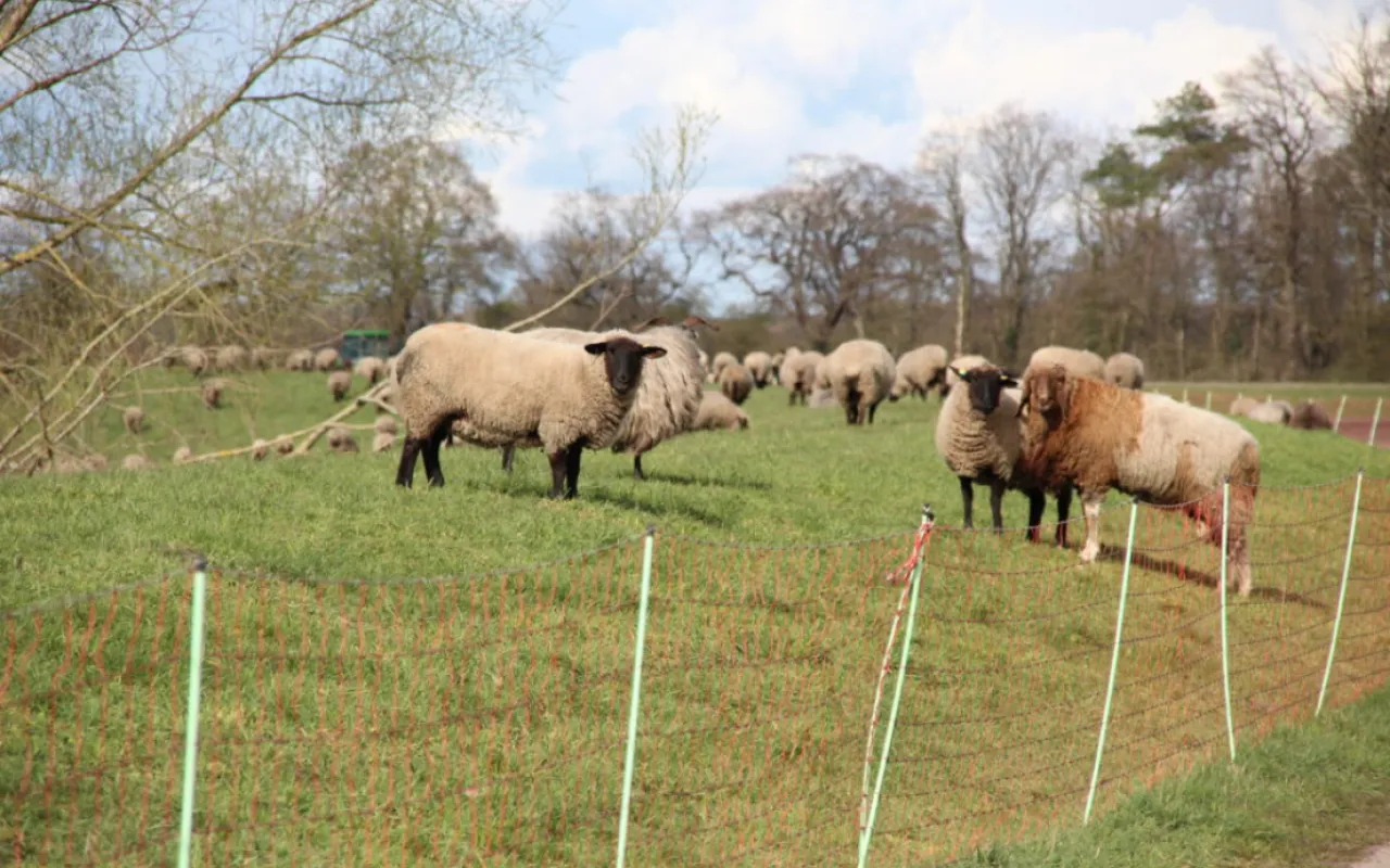 Wolf im Jagdrecht: Jetzt muss Niedersachsen handeln!