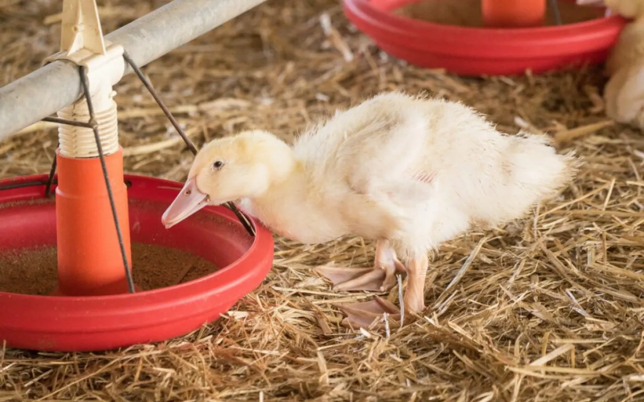 Entenhaltung: Niedersachsen setzt Maßstäbe