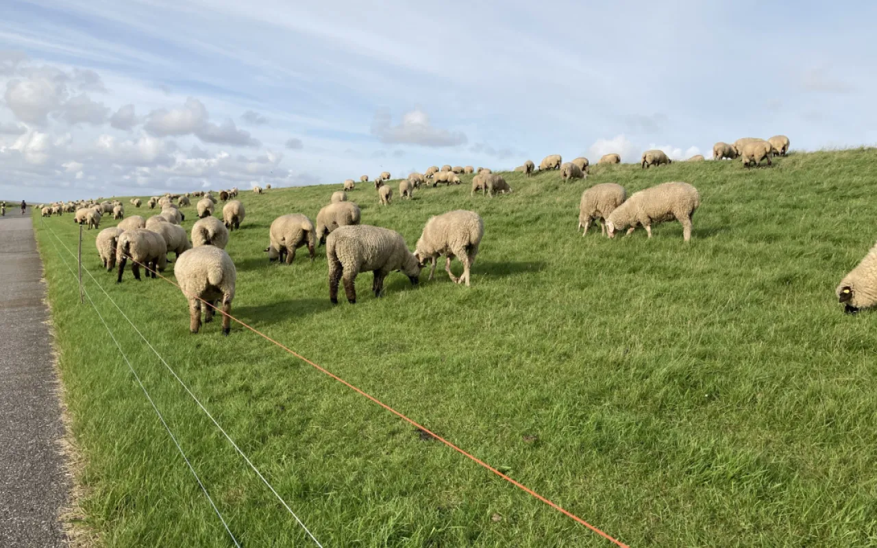 Tag des Wolfes: Geduld der Weidetierhalter am Limit